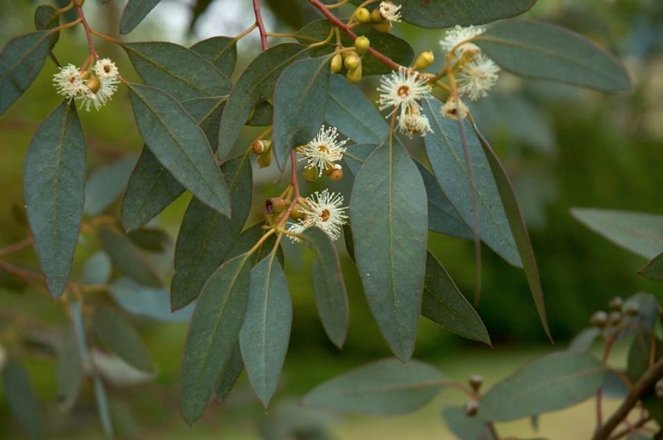 eucalipto-aroma