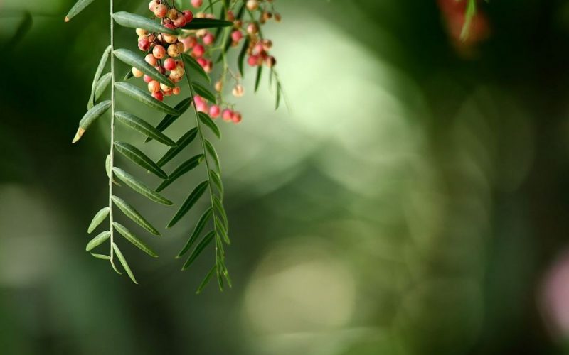 Pirul árbol sagrado