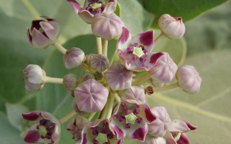 caracteristicas-manzana-sodoma