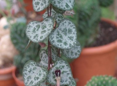 caracteristicas-ceropegia-woodii