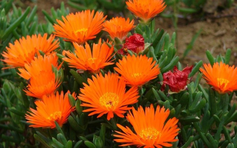 Lamprantus aurantiacus