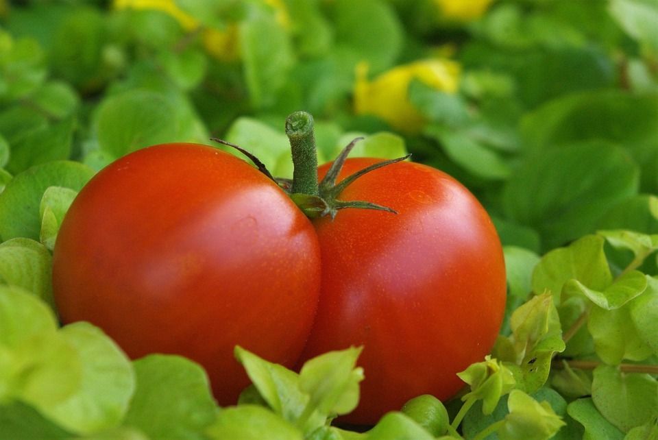 sembrar-tomates