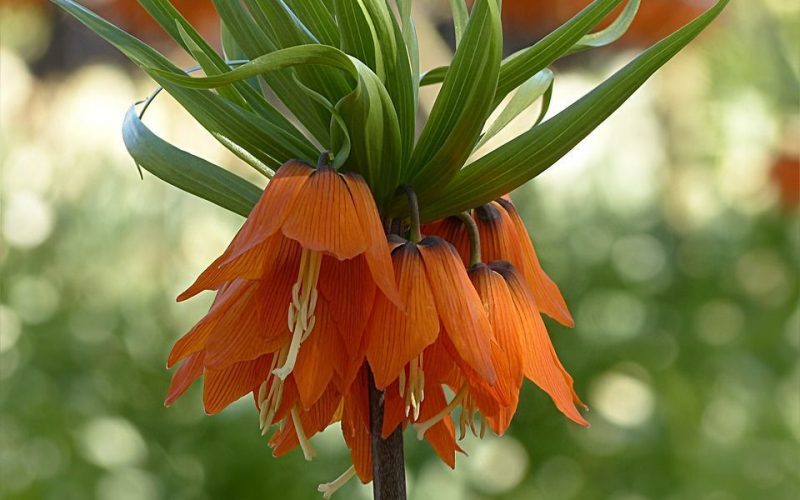 caracteristicas-corona-imperial