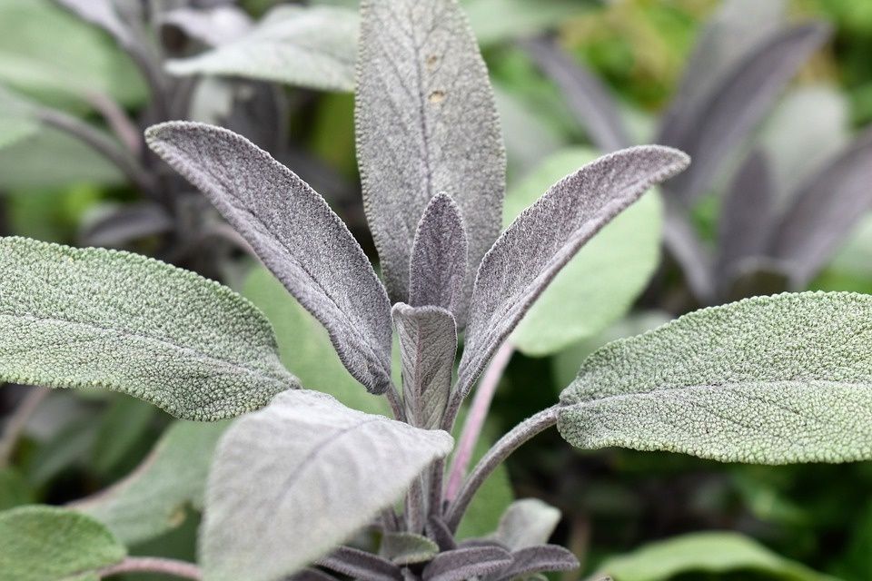 Plantas vivaces de hojas color gris