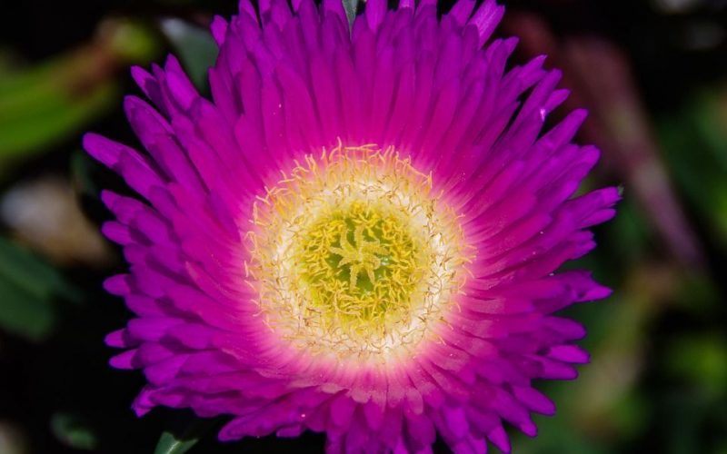 floracion-disphyma-crassiofolium