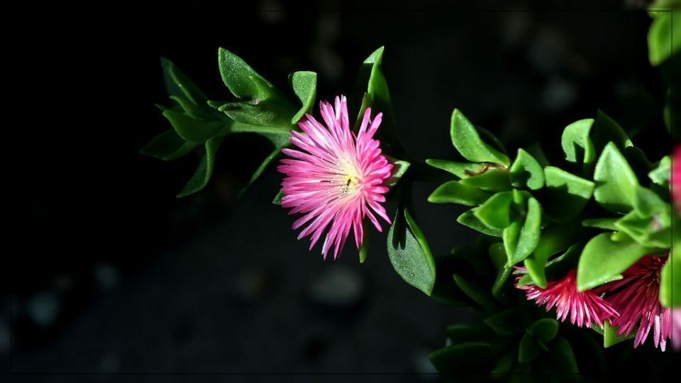 Aptenia cordiflora suculenta