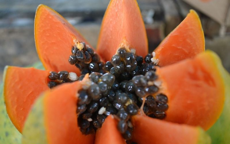 Papaya