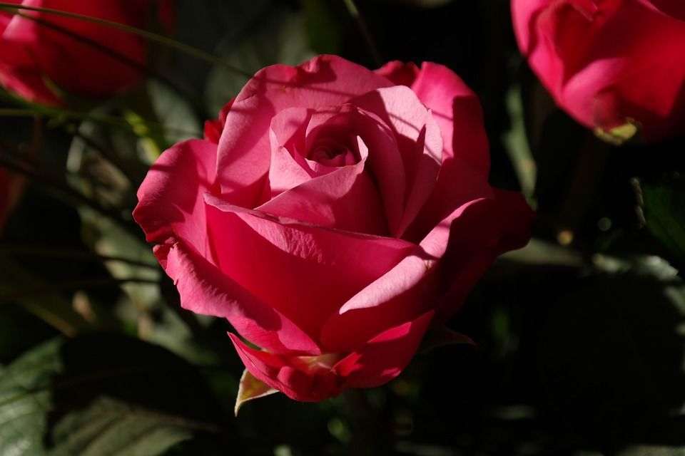 Rosa a la luz del sol