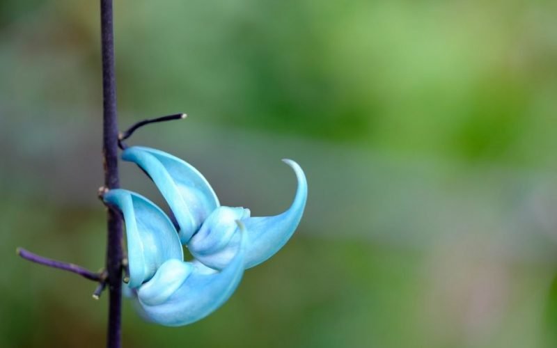 Strongylodon macrobotrys planta