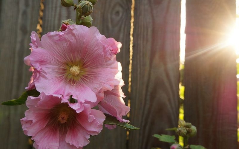 la luz para las plantas