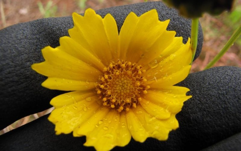 Coreopsis lanceolata planta