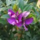Polygala myrtifolia arbusto