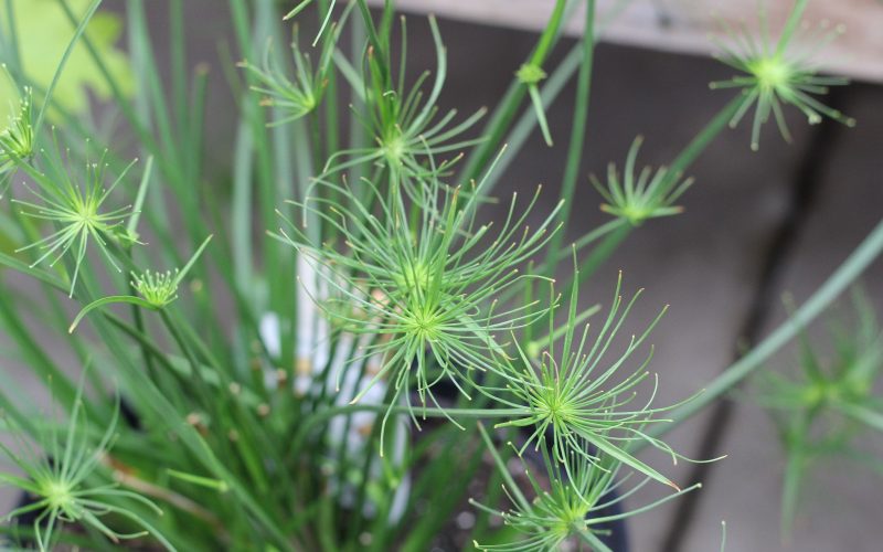 cyperus