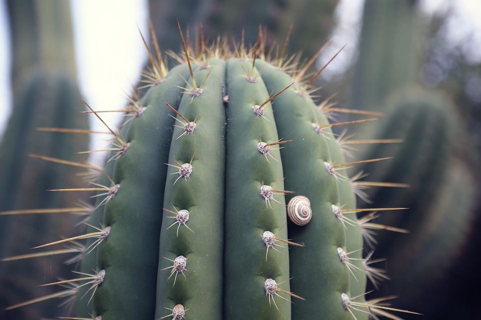 Cactus suculentas