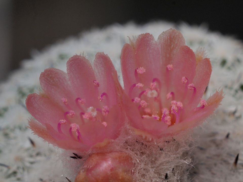 Epithelantha Micromeris cactus
