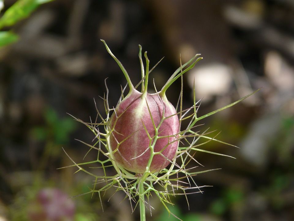 Nigella damascena planta