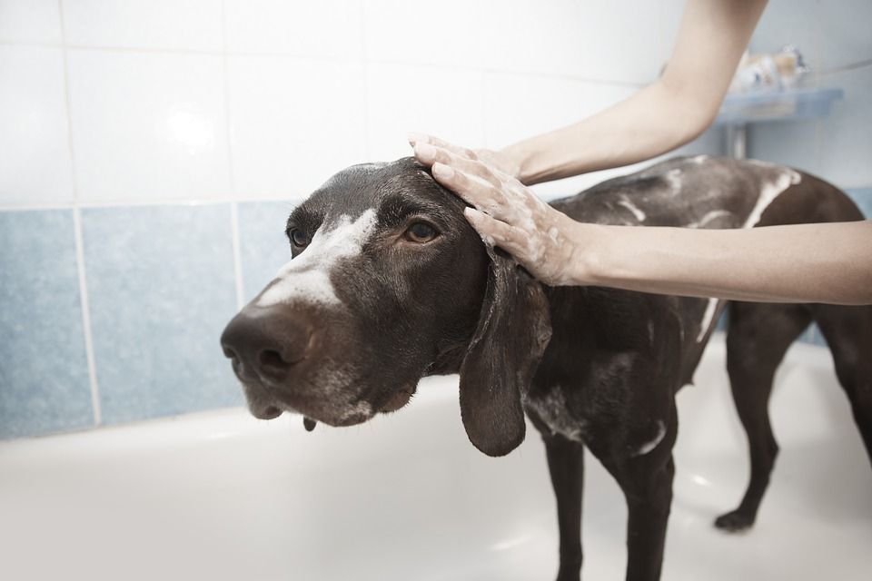 El baño del perro