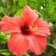 Rosa de la China