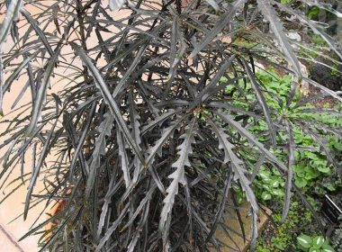 Aralia elegantísima
