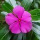 Catharanthus roseus planta