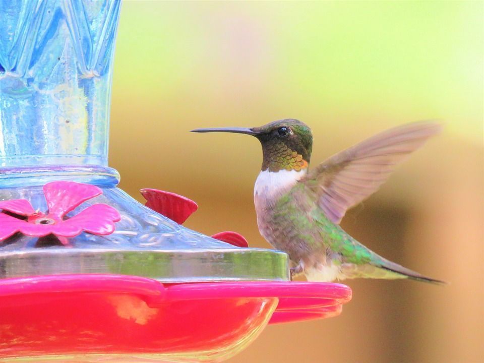 Conoce las flores que atraen colibríes en este post