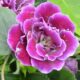 Gloxinia planta