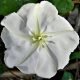 Ipomoea alba planta