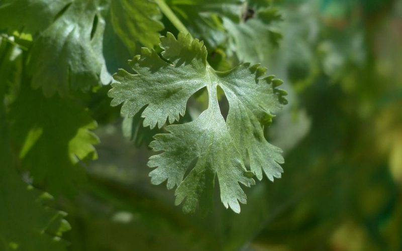 Cultivo cilantro