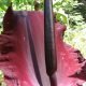 Dracunculus vulgaris planta