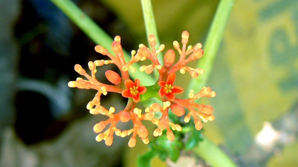 Jatropha podagrica planta