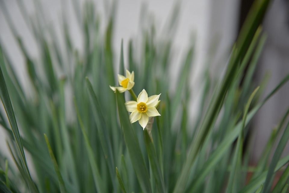 Narcissus tazetta planta