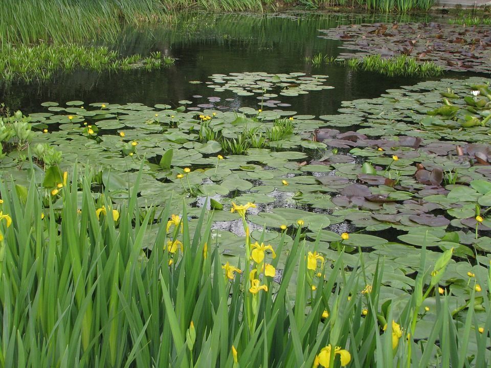 Iris pseudacorus planta