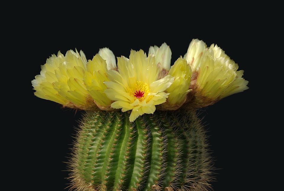 Parodia magnifica cactus