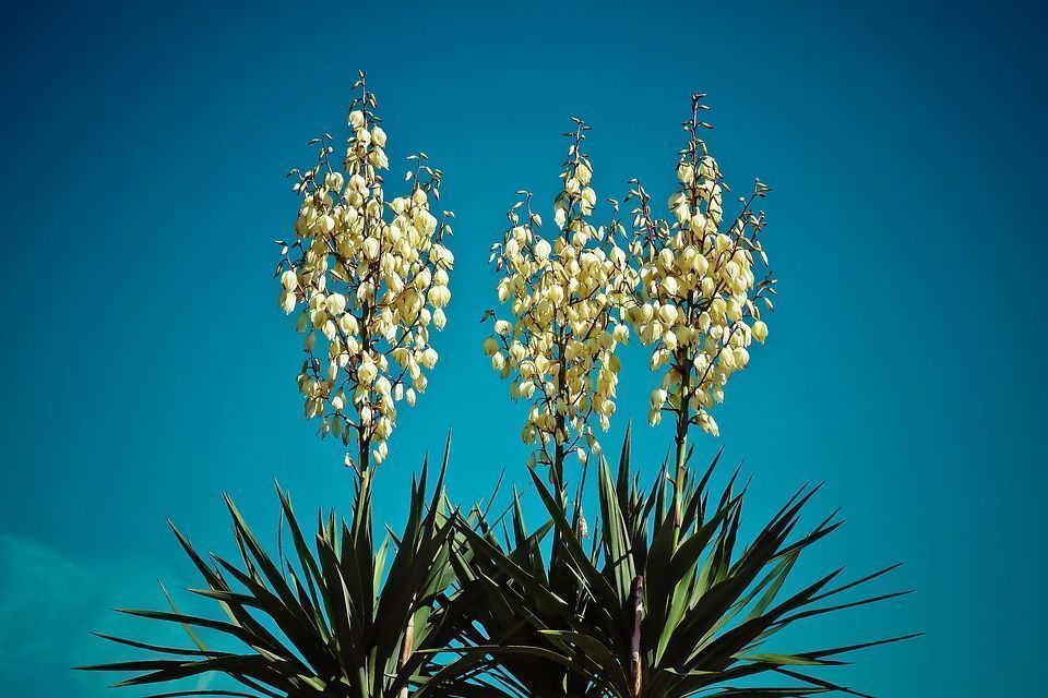 Yucca gloriosa planta