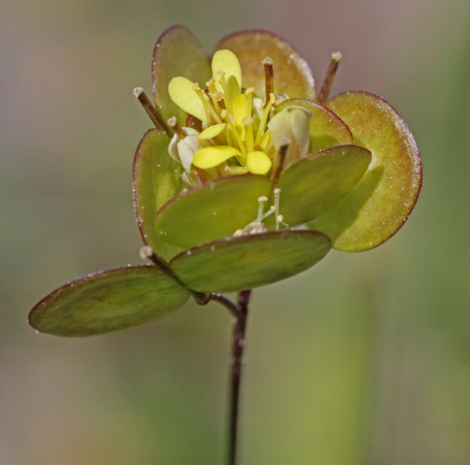 Biscutella auriculata planta