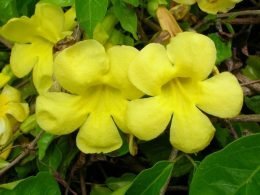 Macfadyena unguis-cati planta