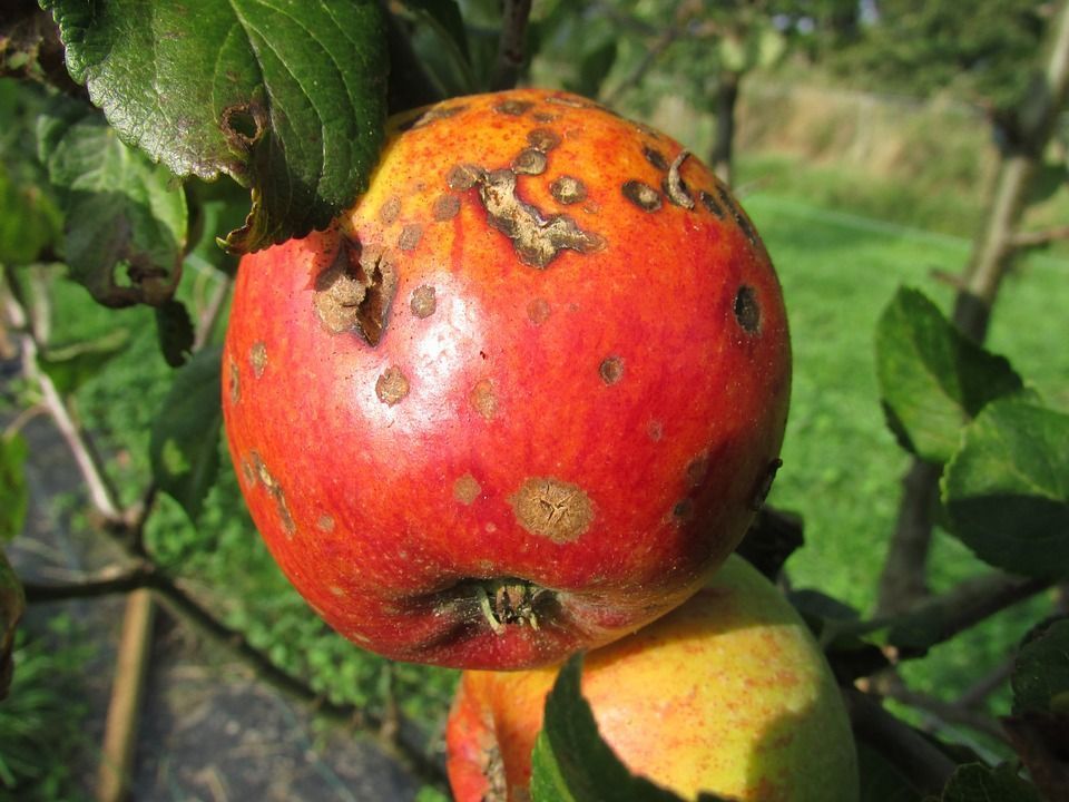 Manzana hongos