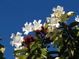 Beaumontia grandiflora planta