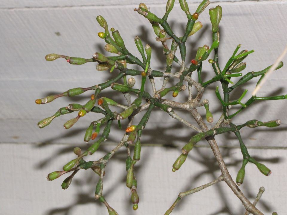 Hatiora salicornioides cactus