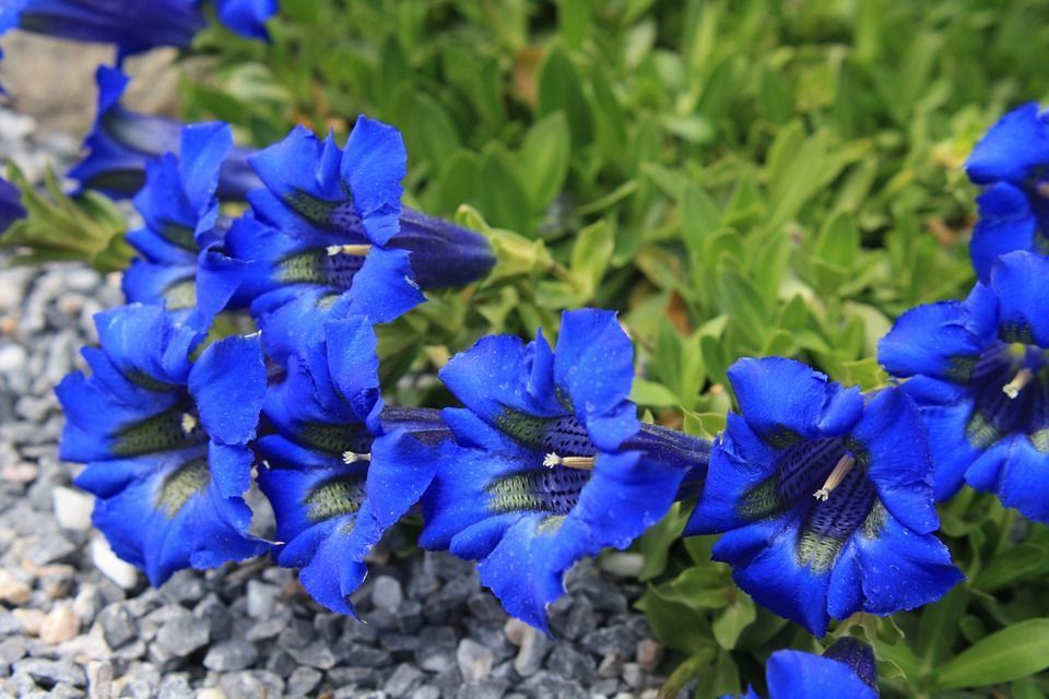 Quedar asombrado cerca cerrar 8 hermosas plantas con flores azules para el jardín
