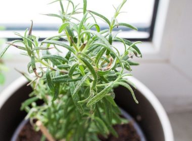Romero planta