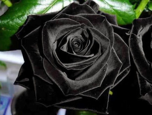 El engaño de las rosas negras