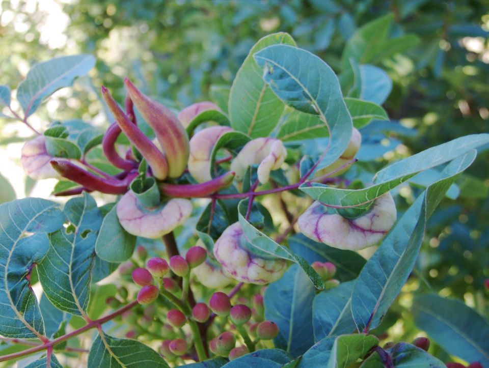 Pistacia terebinthus arbusto