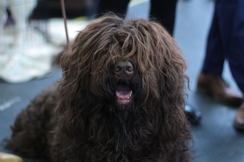 Pelo perro