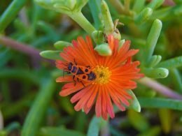 Insectos polinizadores