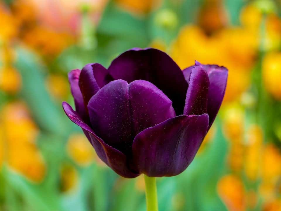 Cultivar tulipanes