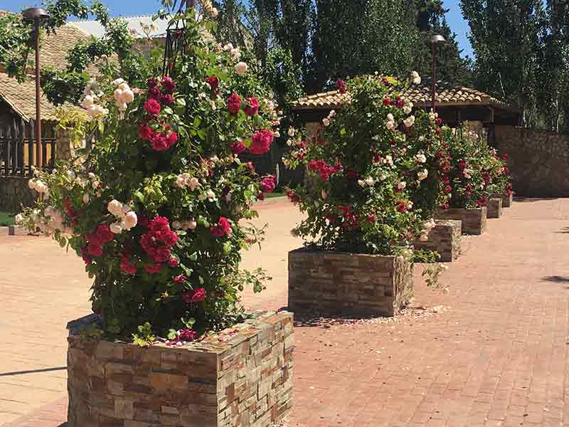 Obeliscos de rosas