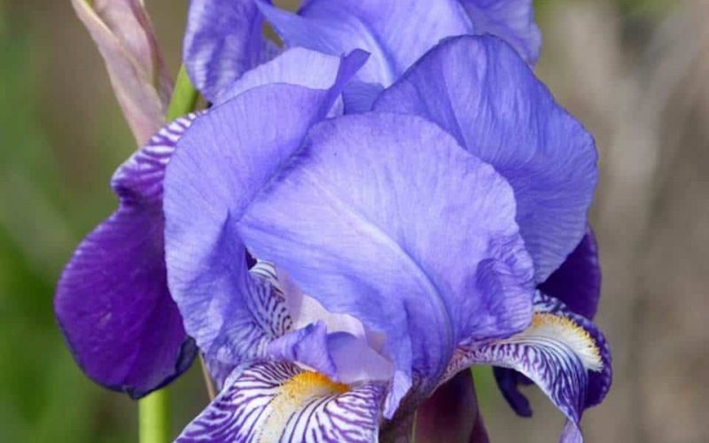 Cuidados Iris germanica