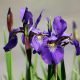 Iris ensata