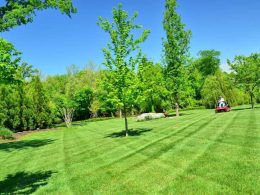 Cuidados-cel-césped